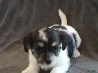 Mixed Breed dogs Mixed Breed Puppy 3 Ivy - Ad 24