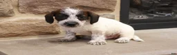 Jackapoo dogs for sale: Jethro - Ad 5