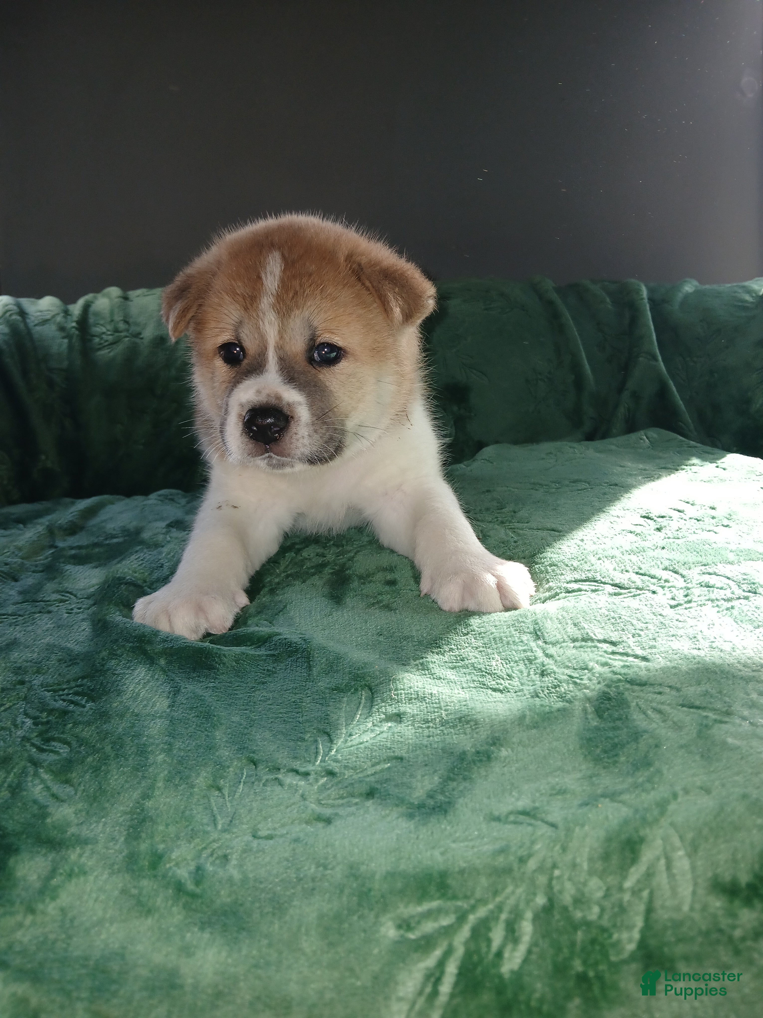 Akita dogs Timber - Ad 1