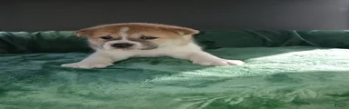 Timber
