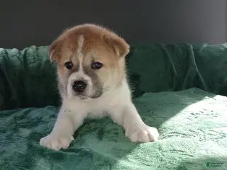 Akita dogs for sale: Timber - Ad 4