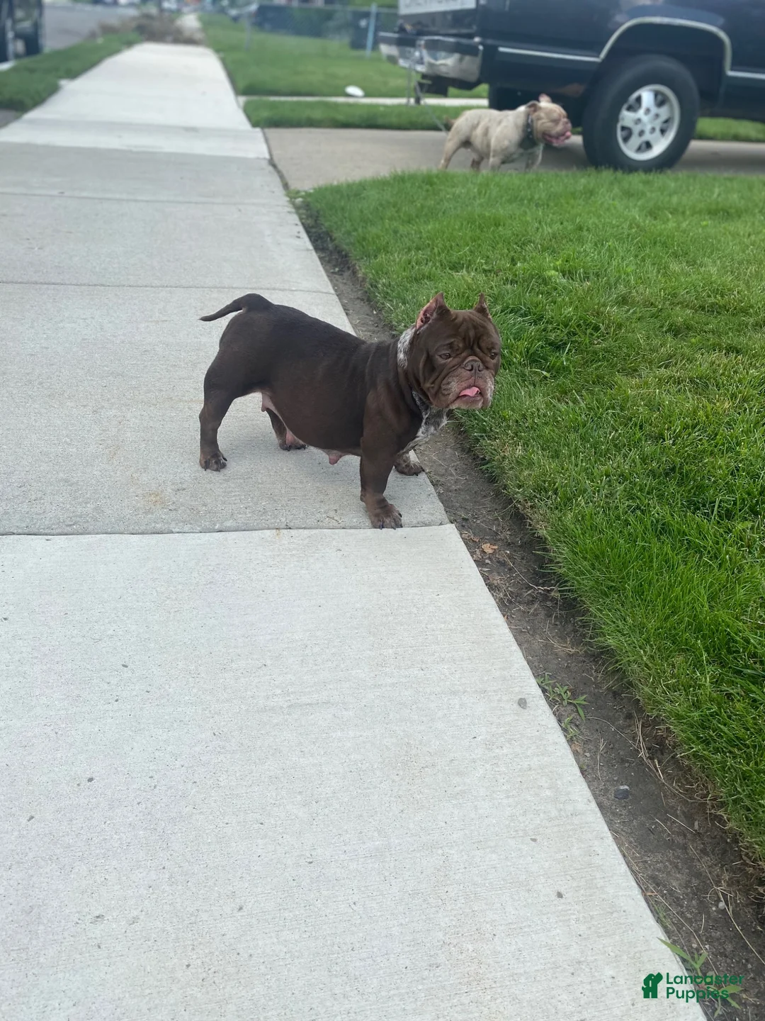 American Bully dogs for sale: American Bully 4 - Ad 2