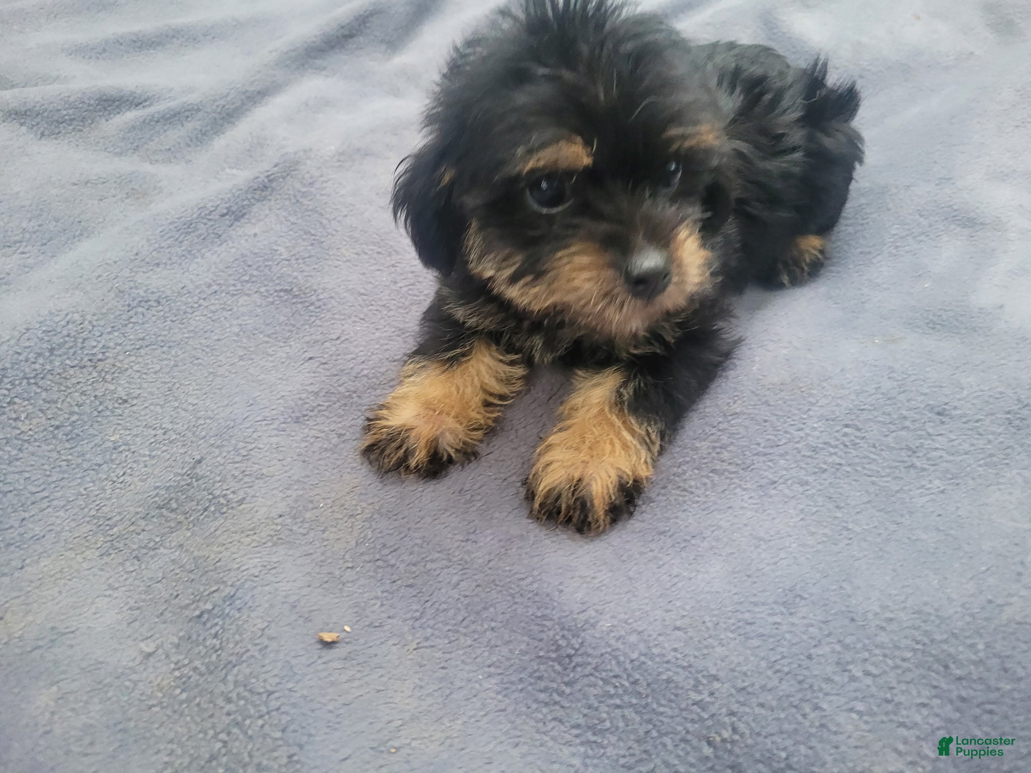 Morkie dogs Ram  - Ad 2