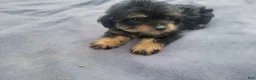 Morkie dogs for sale: Ram  - Ad 2