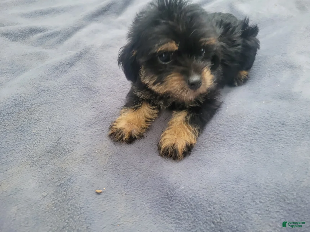 Morkie dogs for sale: Ram  - Ad 2