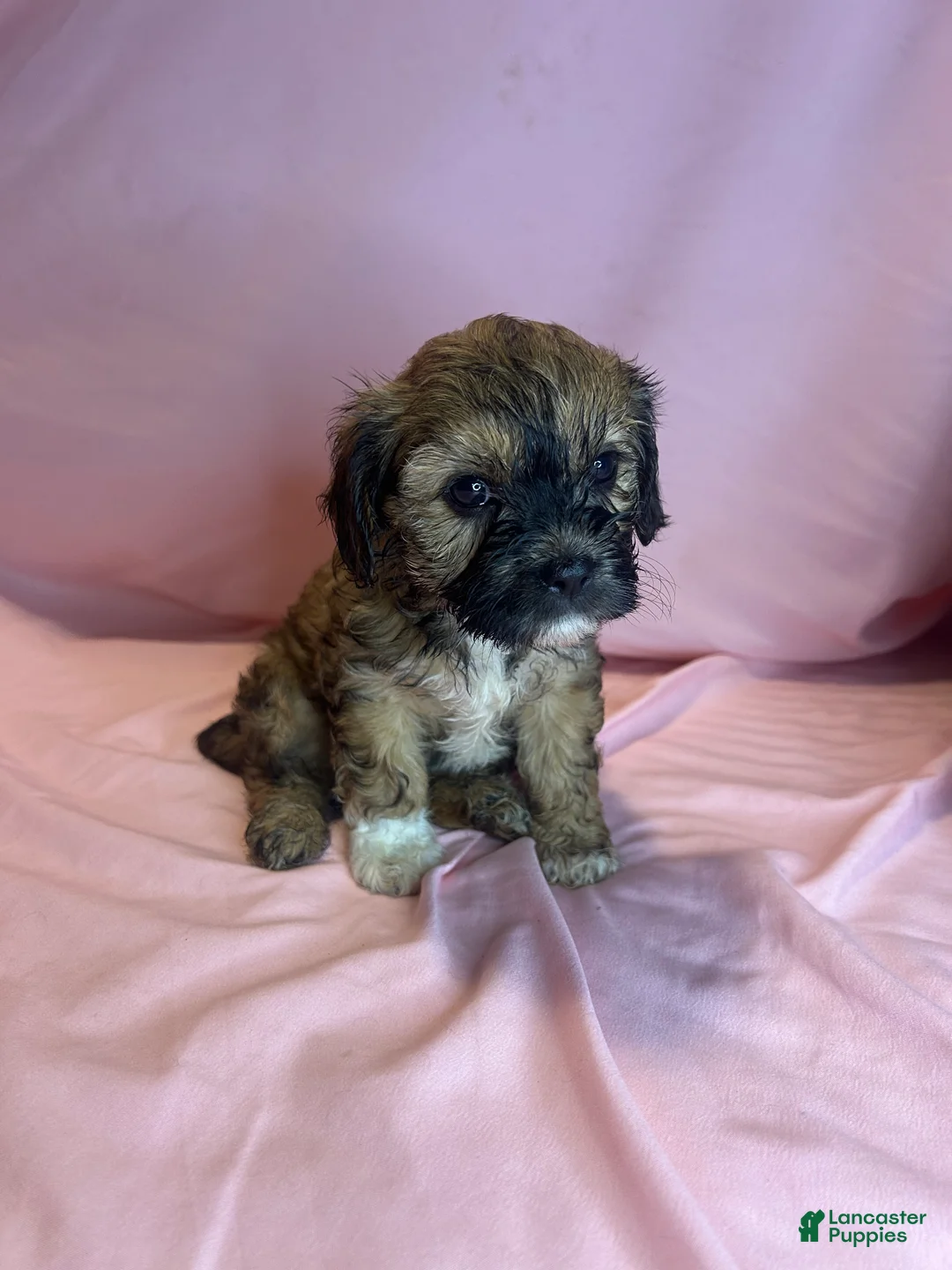 Teddy Bear dogs for sale: Lily  - Ad 2
