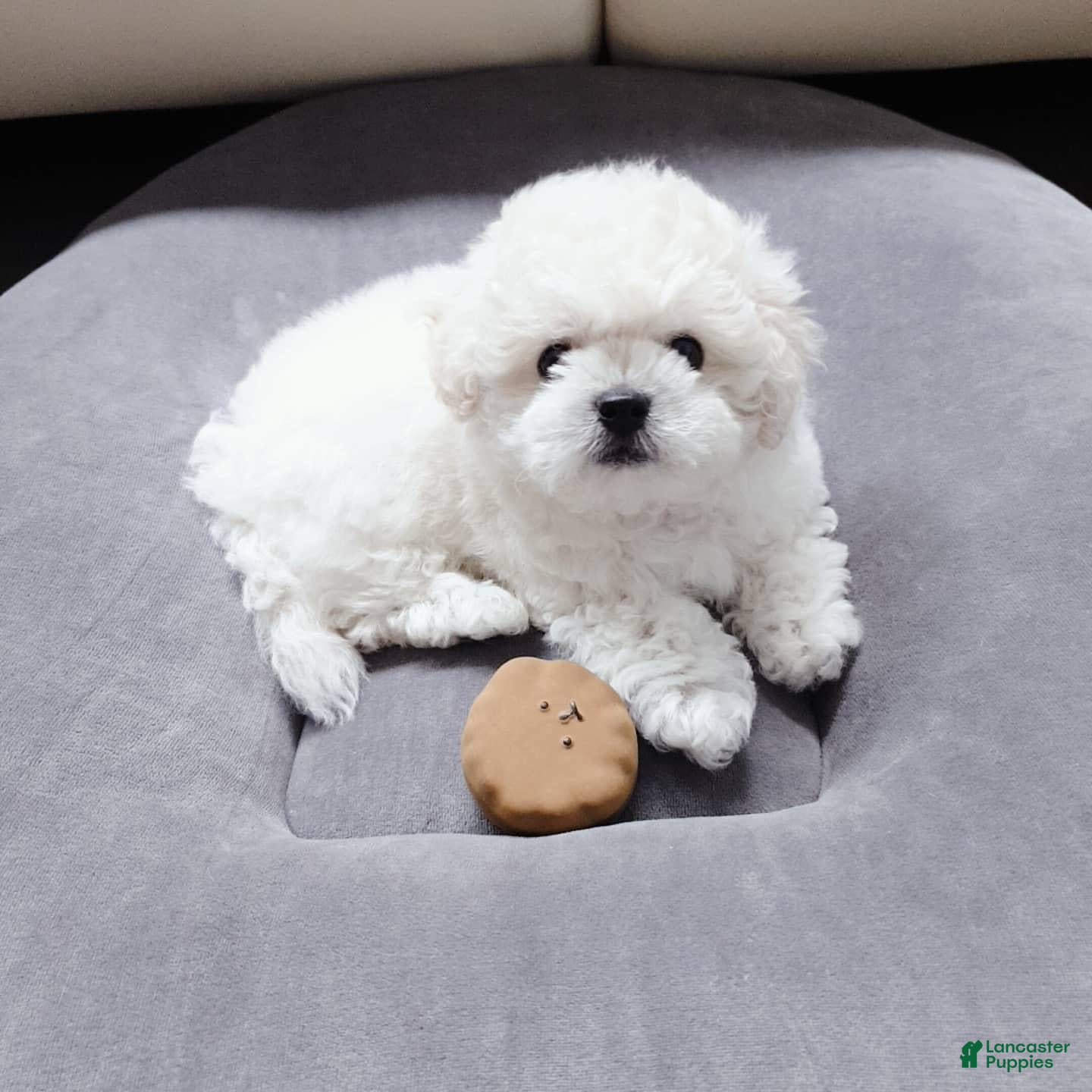Bichon Frise dogs for sale: Maru (Male) - 9 weeks Old - Ad 2