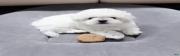 Bichon Frise dogs for sale: Maru (Male) - 9 weeks Old - Ad 1