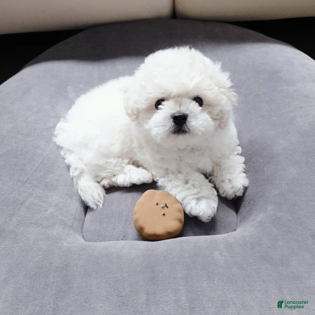 Bichon Frise dogs for sale: Maru (Male) - 9 weeks Old - Ad 1