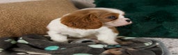 Cavalier King Charles Spaniel dogs for sale: Alfie - Ad 5