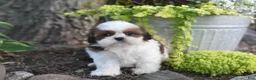 Shih Tzu dogs for sale: Becky - Ad 8