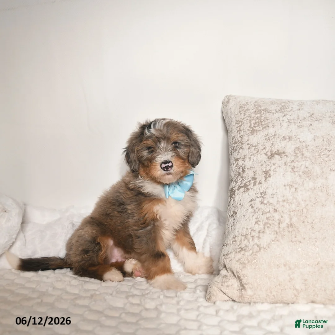 Bernedoodle dogs for sale: Dallas - Ad 5