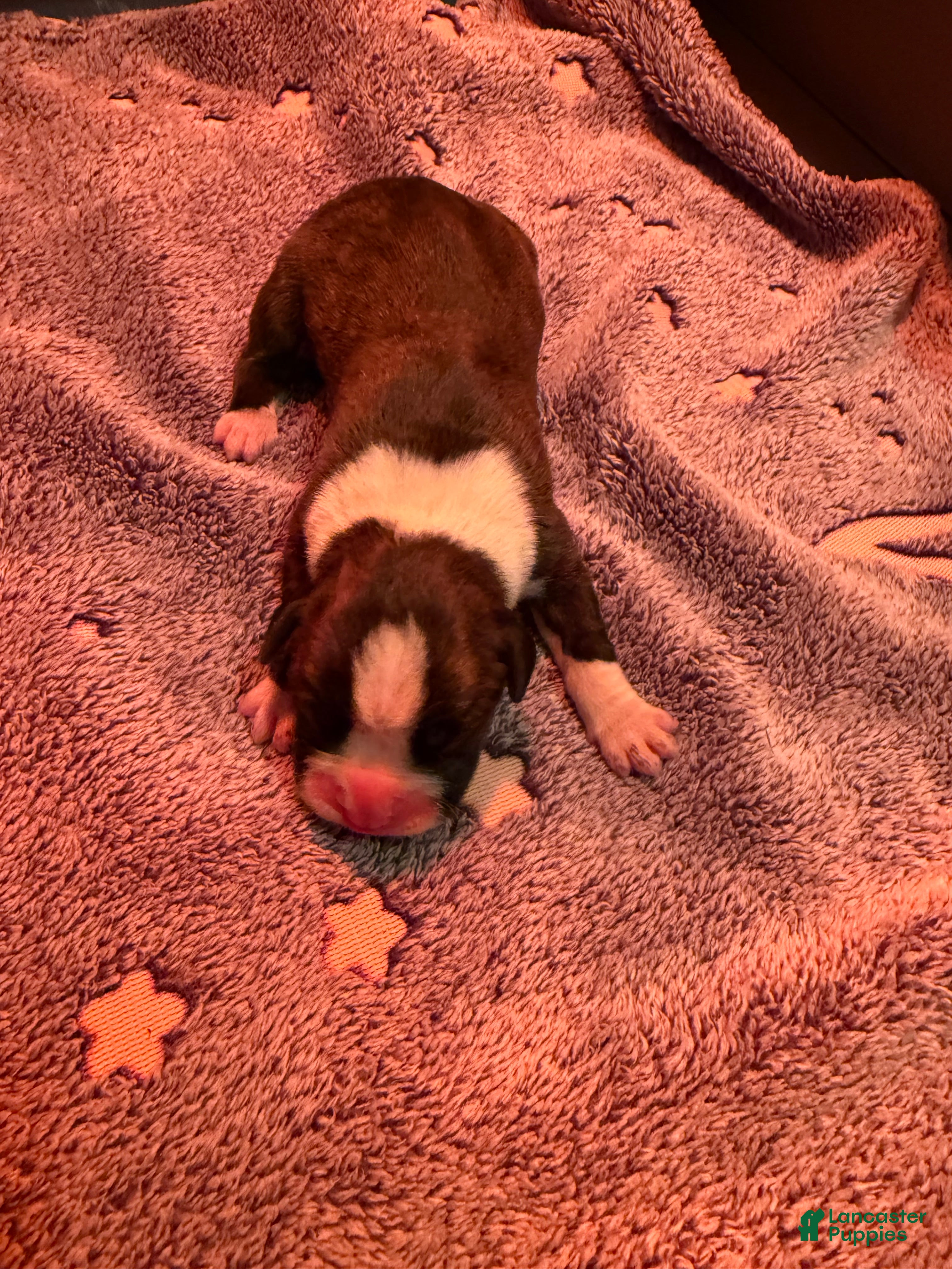 Boxer dogs Boxer 5 - Ad 5