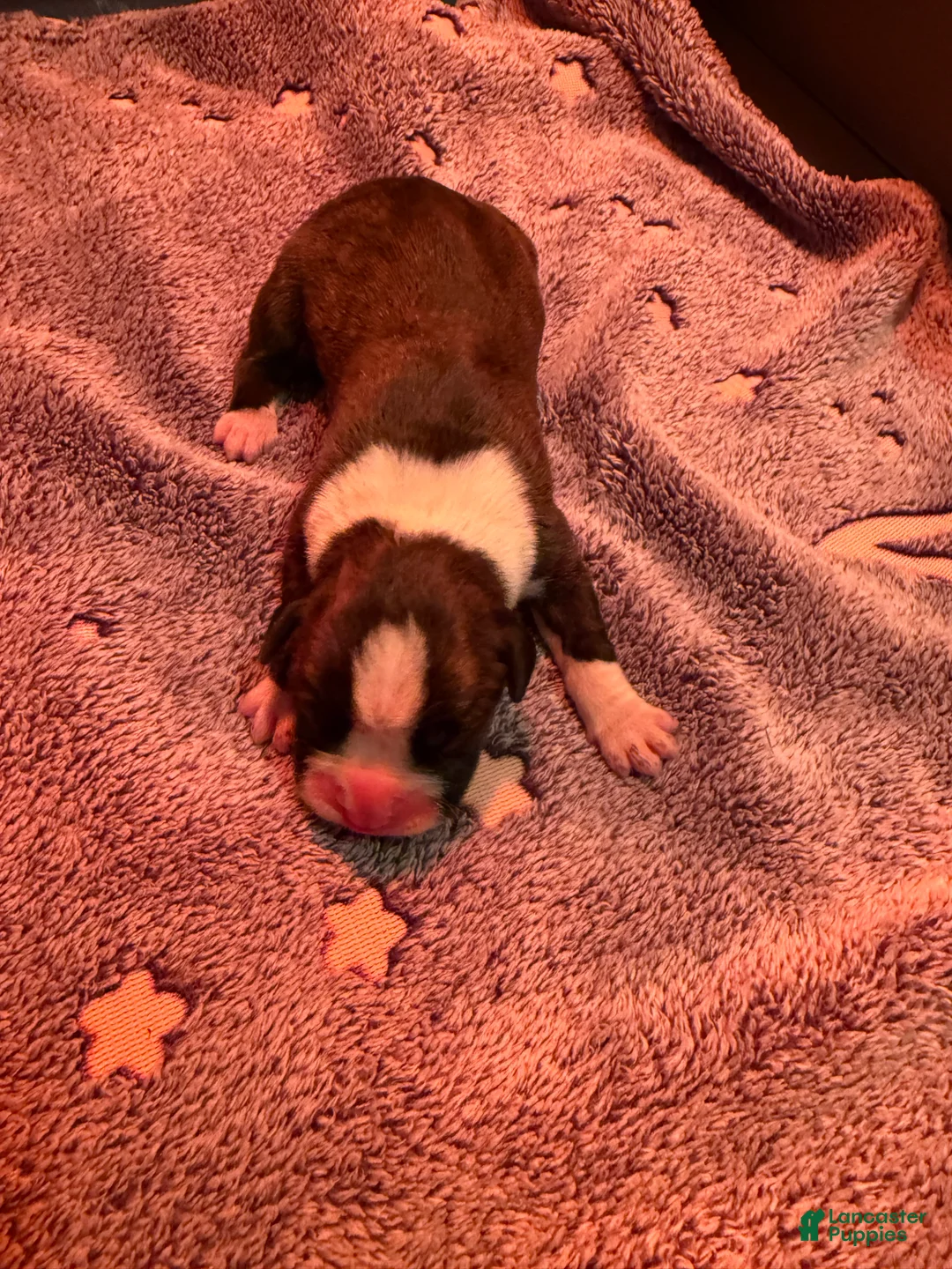 Boxer dogs for sale: Boxer 5 - Ad 1