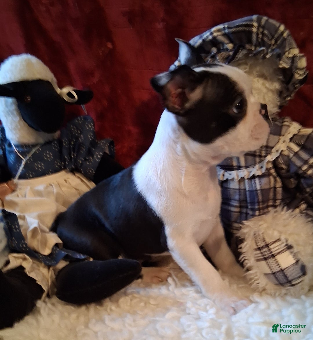 Boston Terrier dogs for sale: JEANETTE - Ad 4
