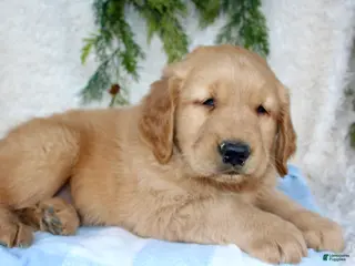Golden Retriever dogs Buster - Ad 19