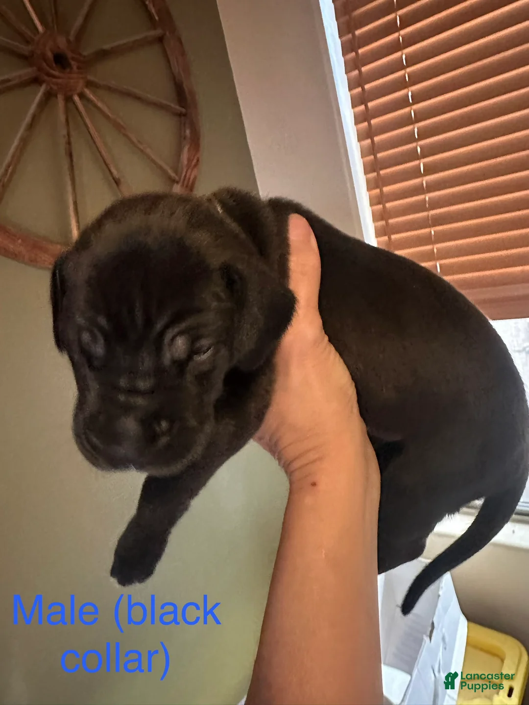 Great Dane dogs for sale: Great Dane 4 - Ad 2