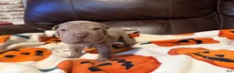 Shar Pei dogs for sale: Pistachio - Ad 3