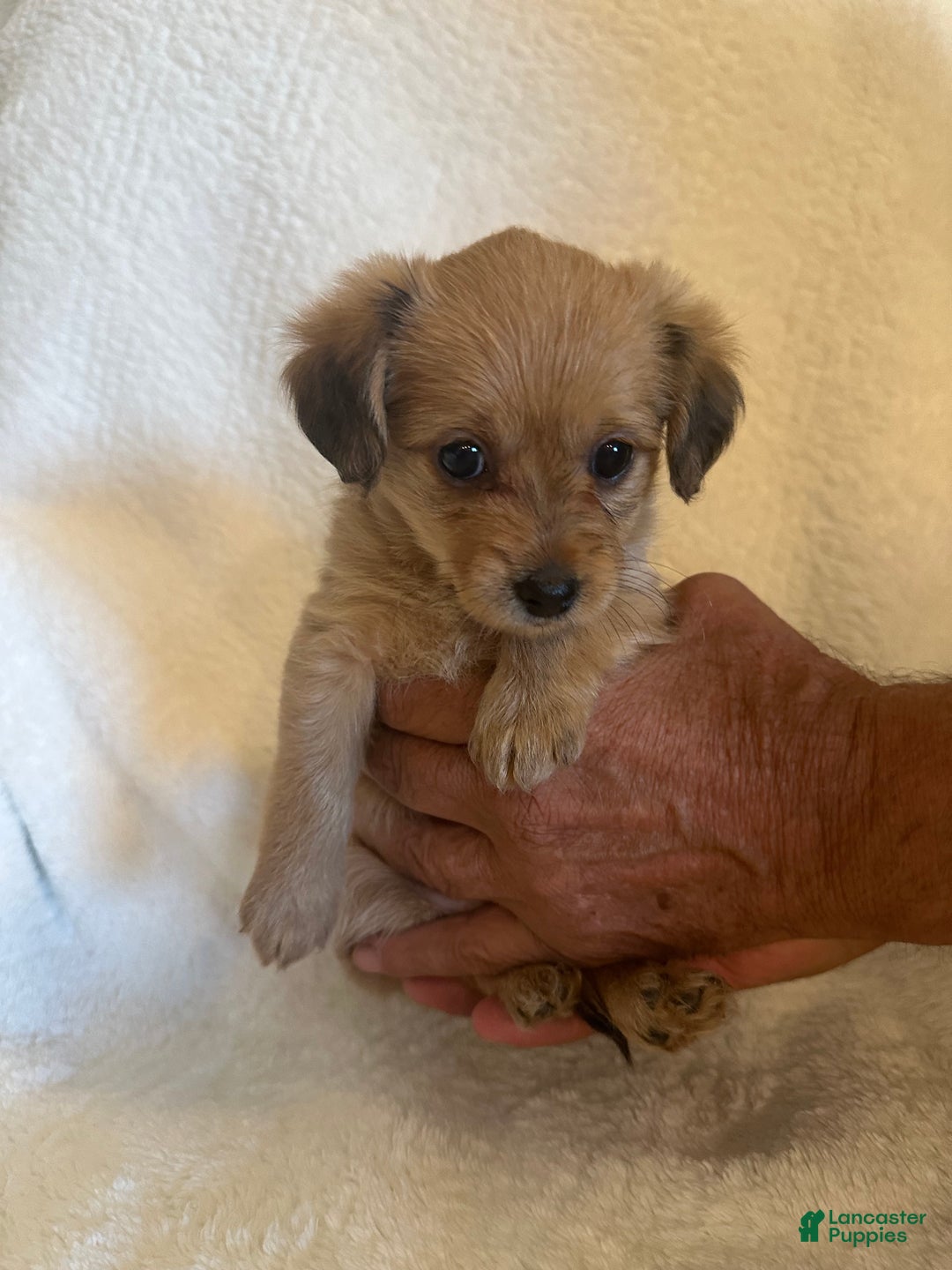 Mixed Breed dogs for sale: Mixed Breed Puppy 3 - Ad 4