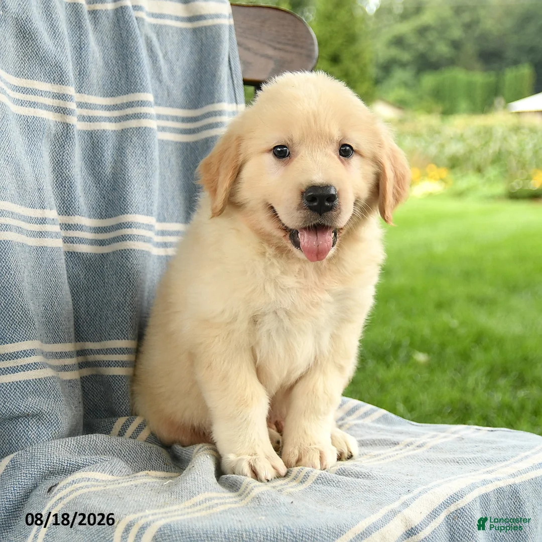 Mixed Breed dogs for sale: Calvin - Ad 2