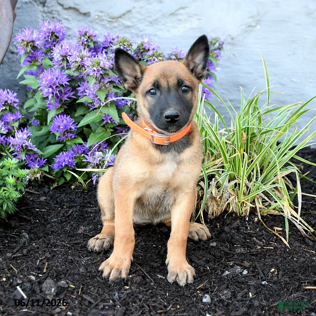 Belgian Malinois dogs for sale: Nova  - Ad 5