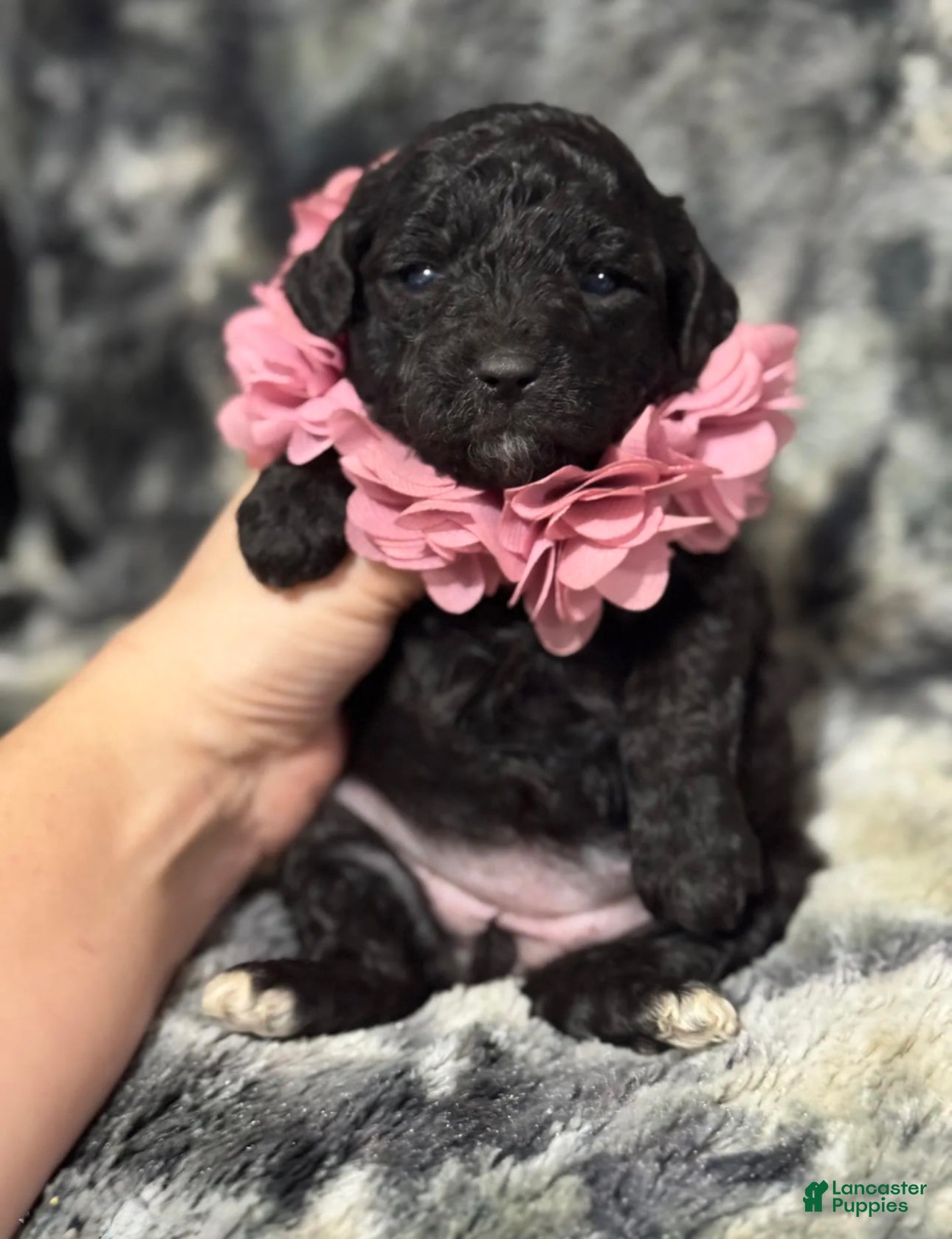 Toy Poodle dogs Jingles - Ad 32