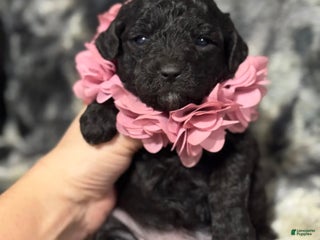 Toy Poodle dogs Jingles - Ad 32