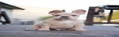 Soy