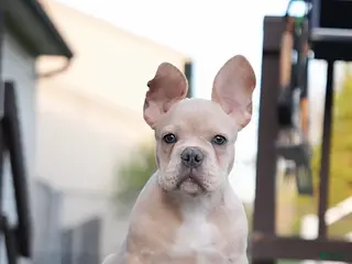 French Bulldog dogs for sale: Soy - Ad 2