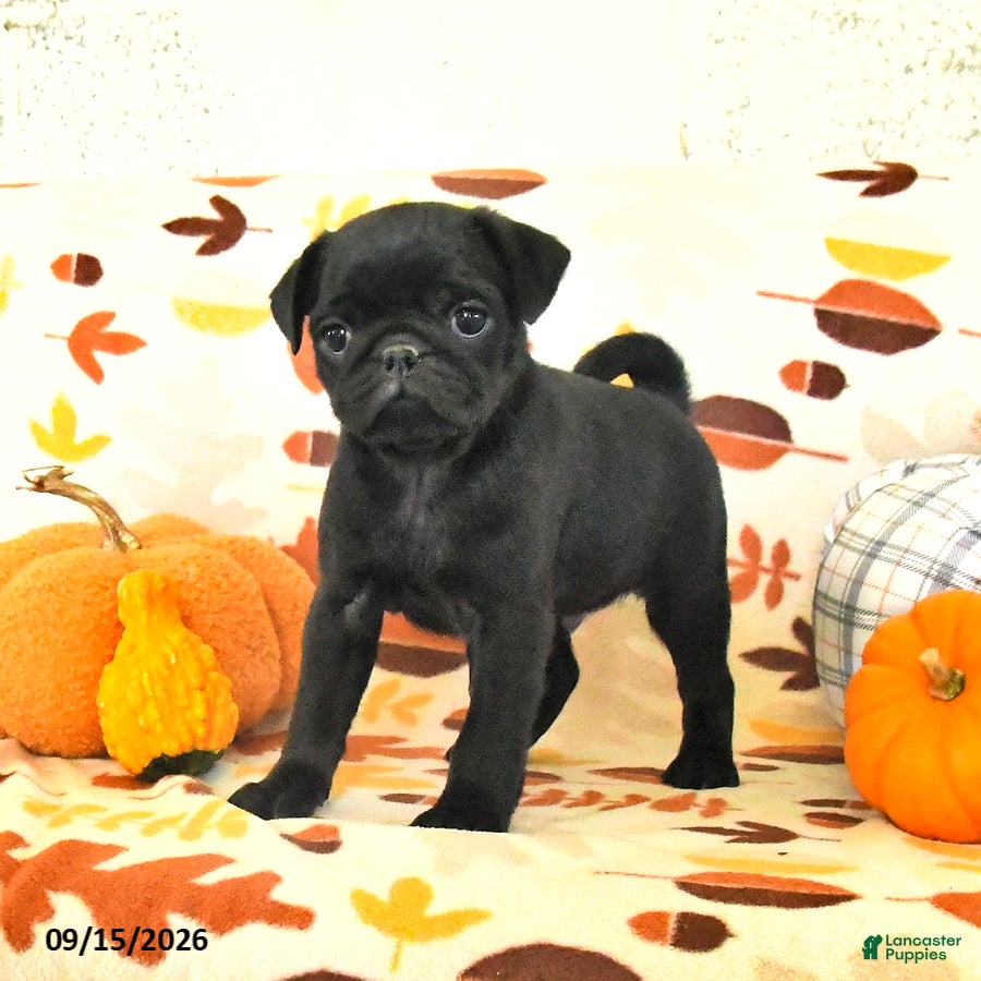 Pug dogs Charlie - Ad 2