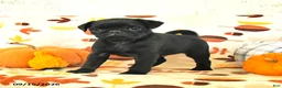 Pug dogs for sale: Charlie - Ad 2