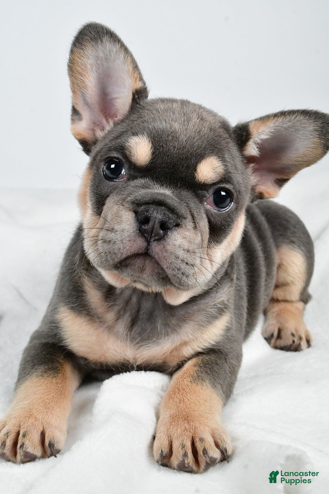 French Bulldog dogs for sale:  Jolly - Ad 2