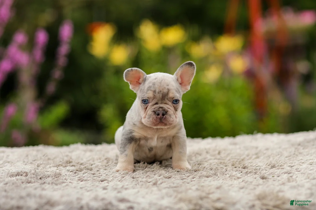 French Bulldog dogs for sale: Hugo - Ad 2