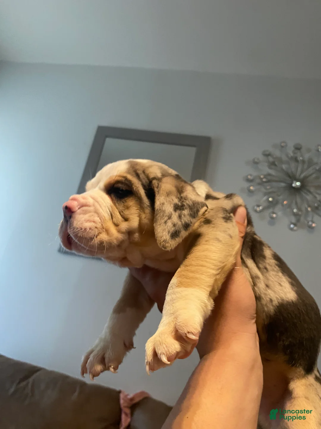 Beabull dogs for sale: 7Seven - Ad 2