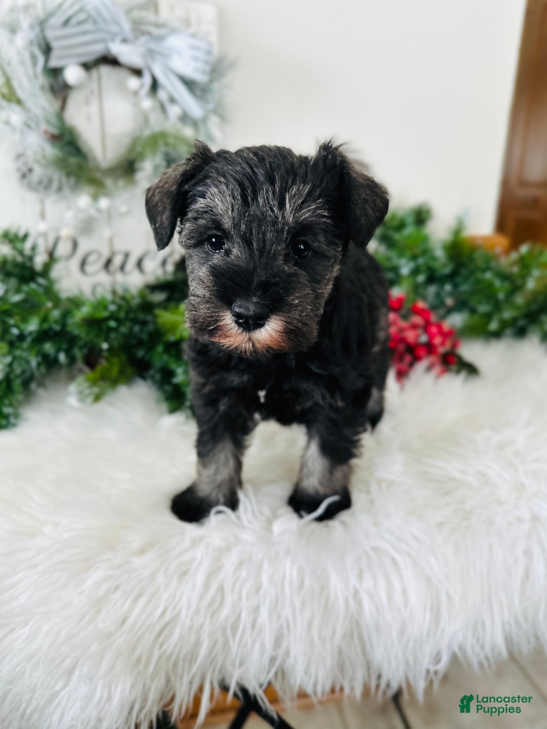 Miniature Schnauzer dogs for sale: Izzy - Ad 13
