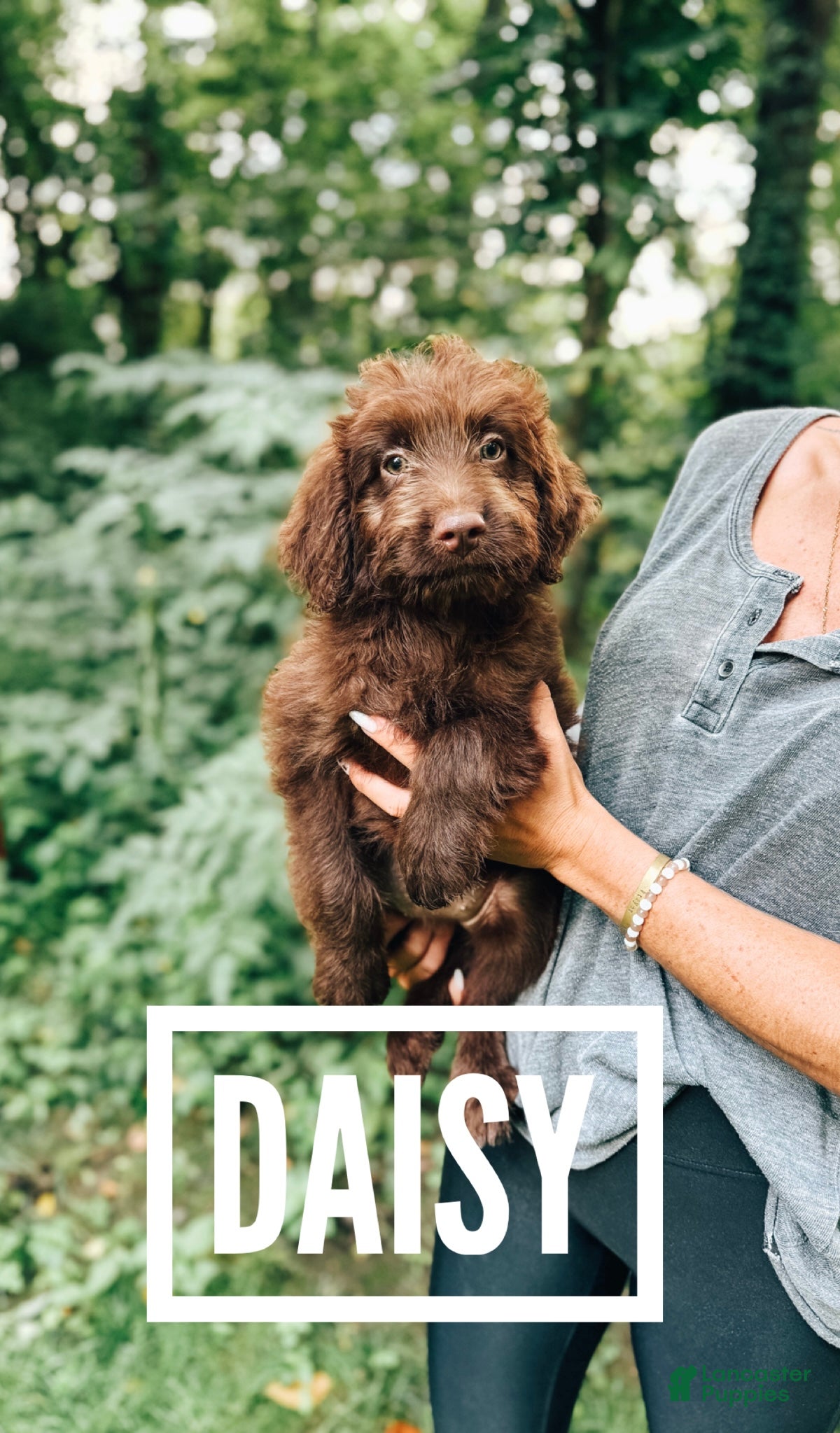 Aussiedoodle dogs Daisy  - Ad 36