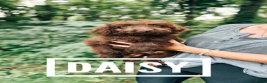 Daisy 