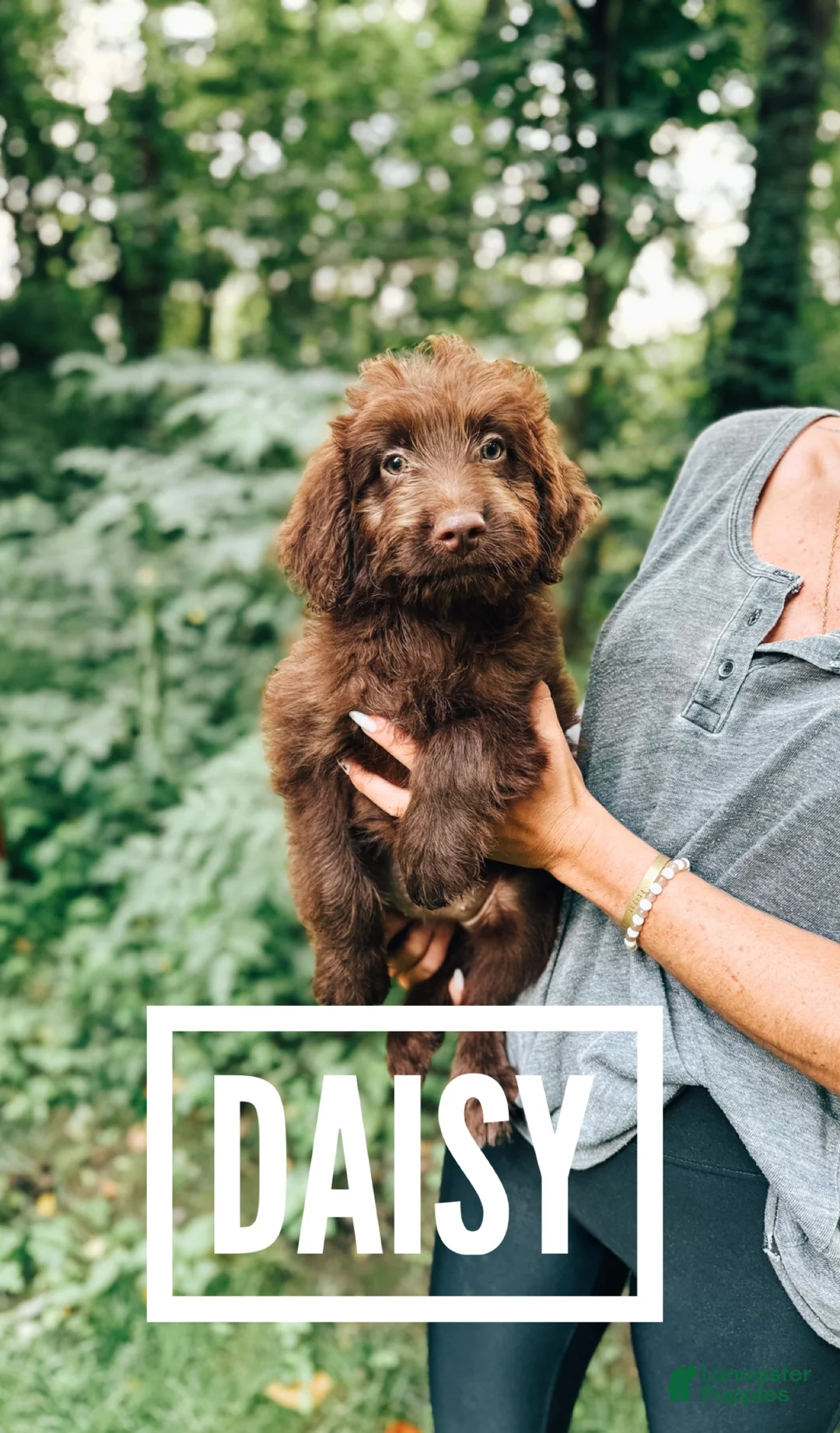 Aussiedoodle dogs for sale: Daisy  - Ad 1