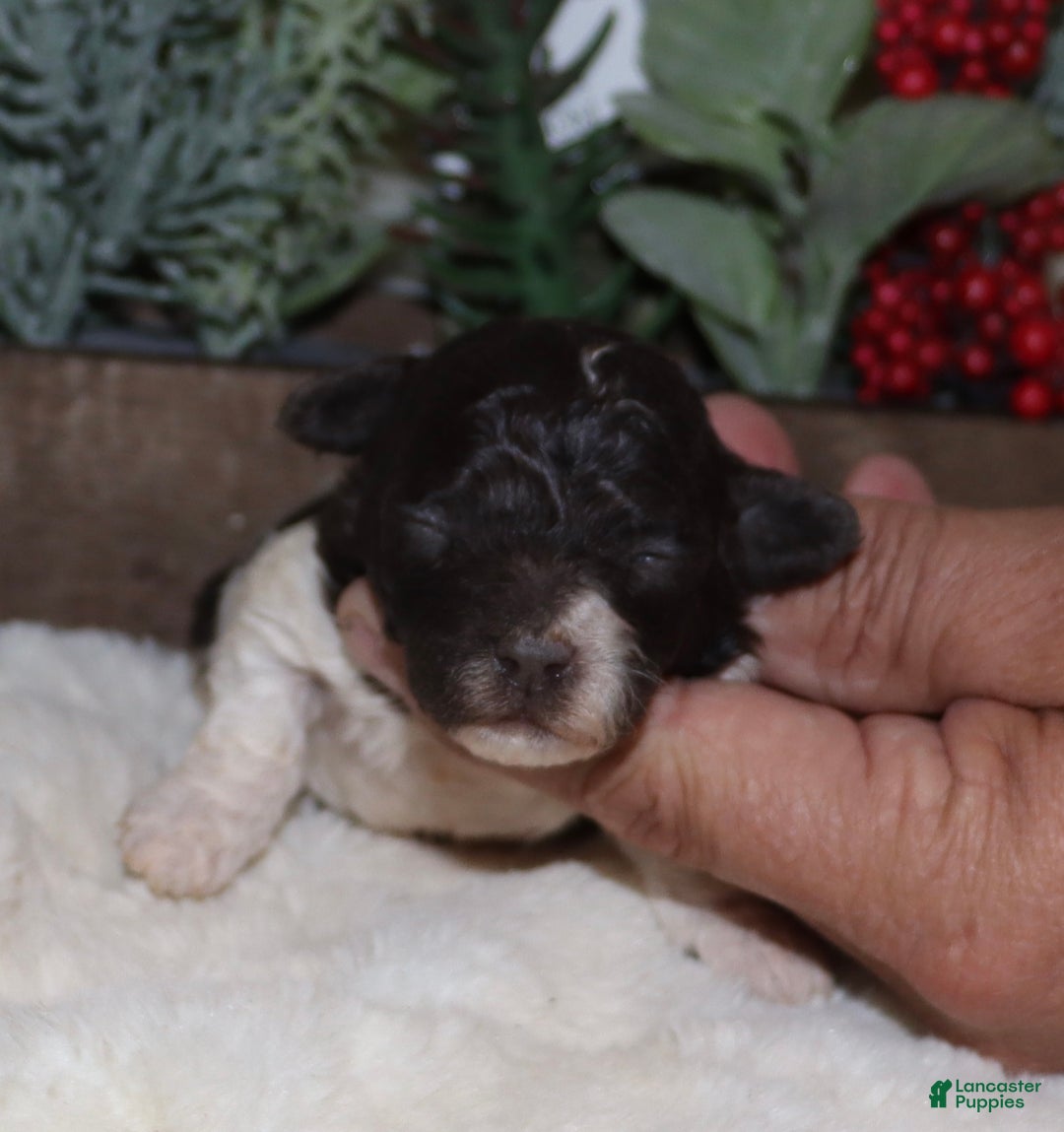 Toy Poodle dogs for sale: Chad - Ad 3
