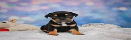 English Bulldog dogs for sale: Addi - Ad 10