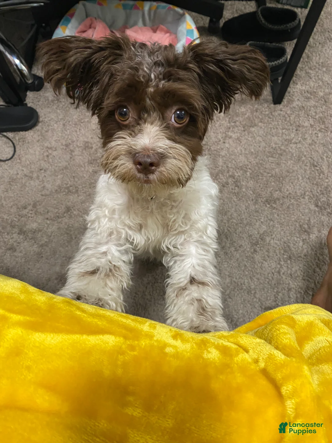 Mixed Breed dogs for sale: Harlem - Ad 2