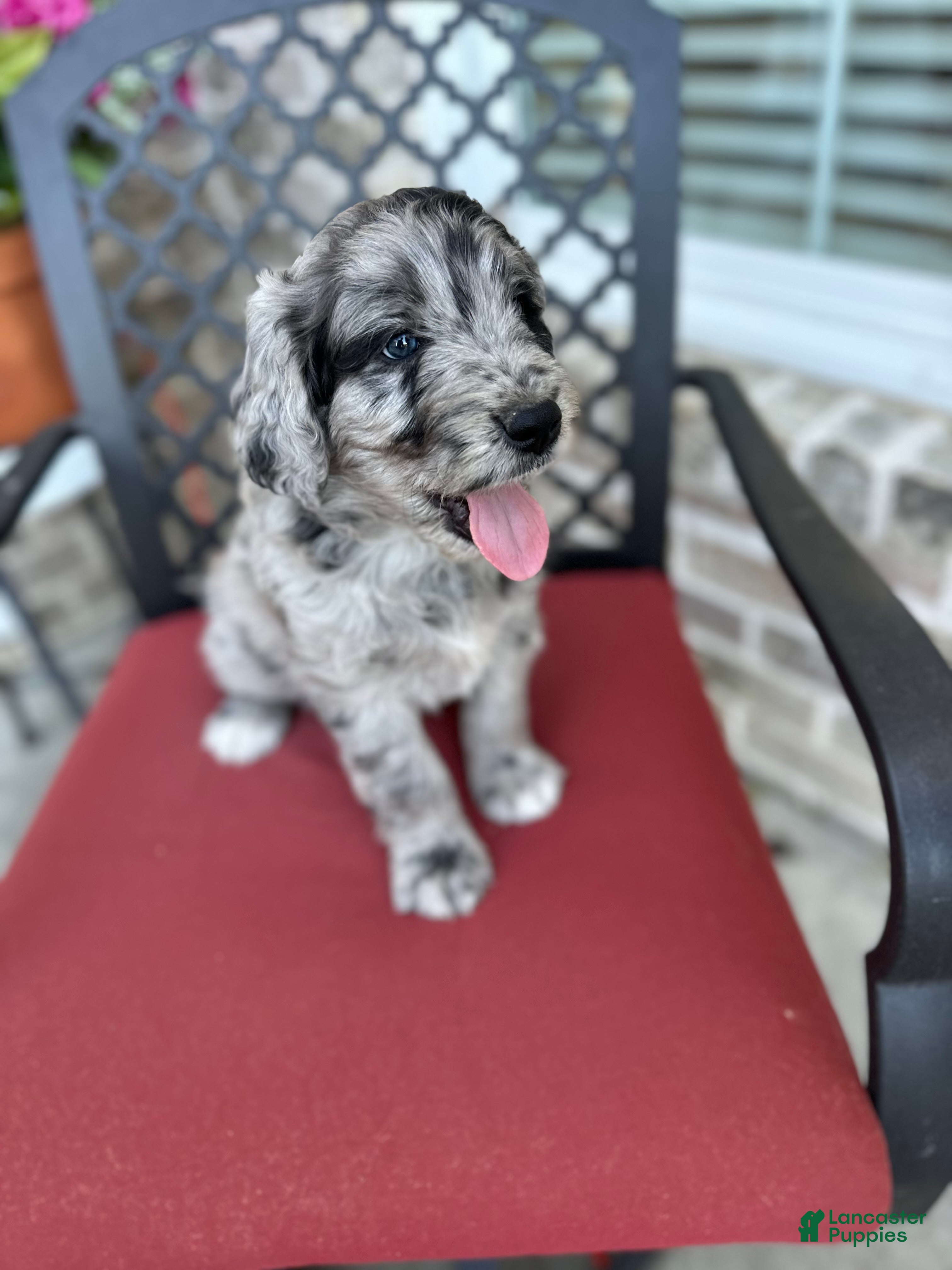 Aussiedoodle dogs Aussiedoodle Puppy 4 - Ad 26