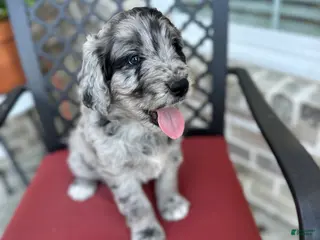 Aussiedoodle dogs Aussiedoodle Puppy 4 - Ad 26