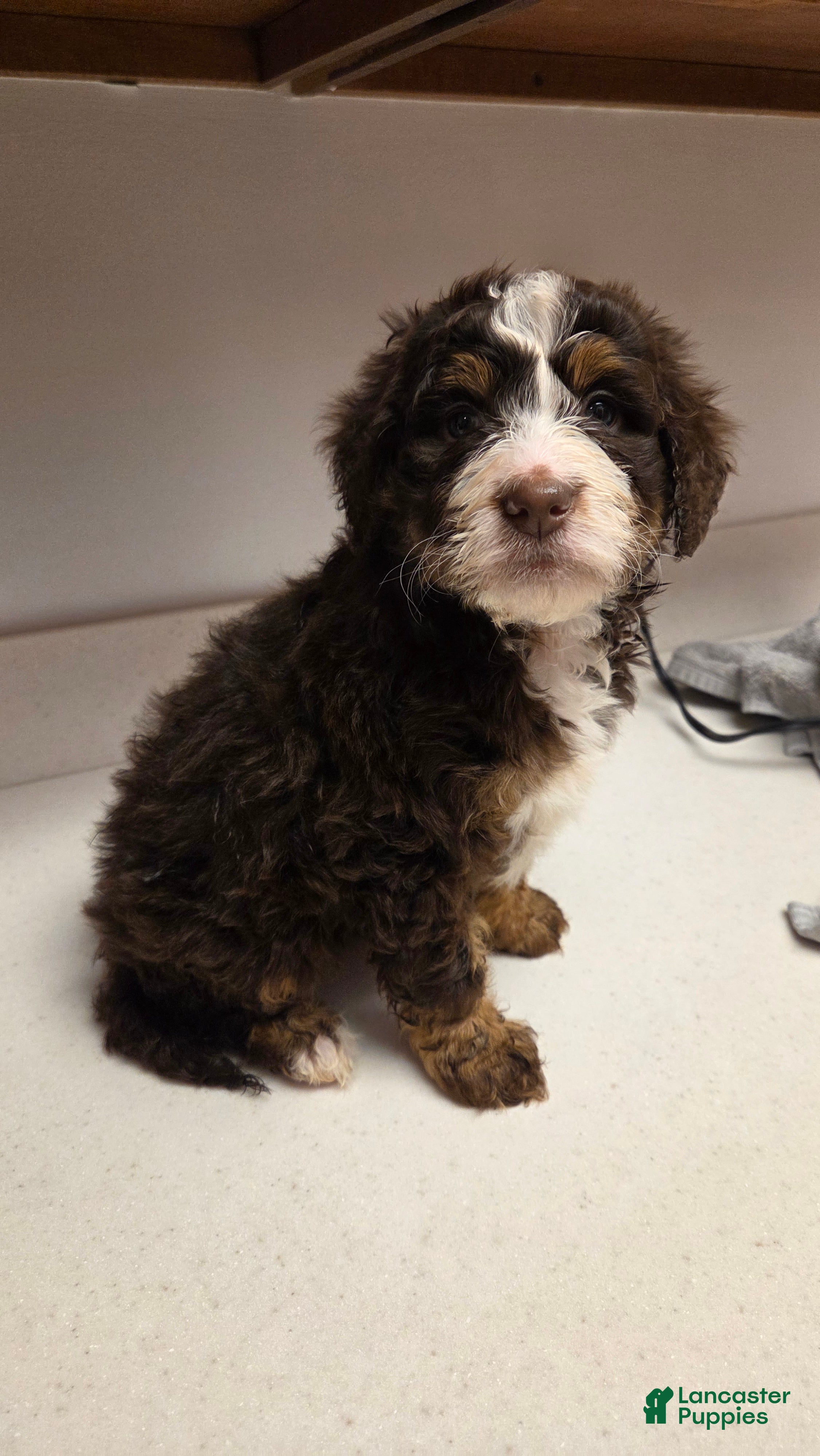 Bernedoodle dogs Bernedoodle Puppy 1 - Ad 12