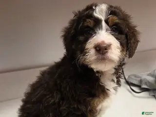 Bernedoodle dogs Bernedoodle Puppy 1 - Ad 12