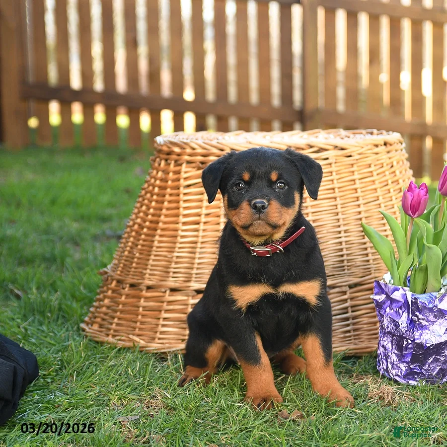 Rottweiler dogs Lulu  - Ad 1