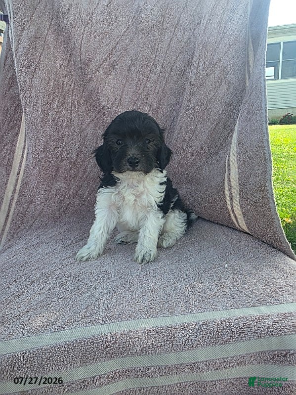Toy Poodle dogs Pepper - Ad 1