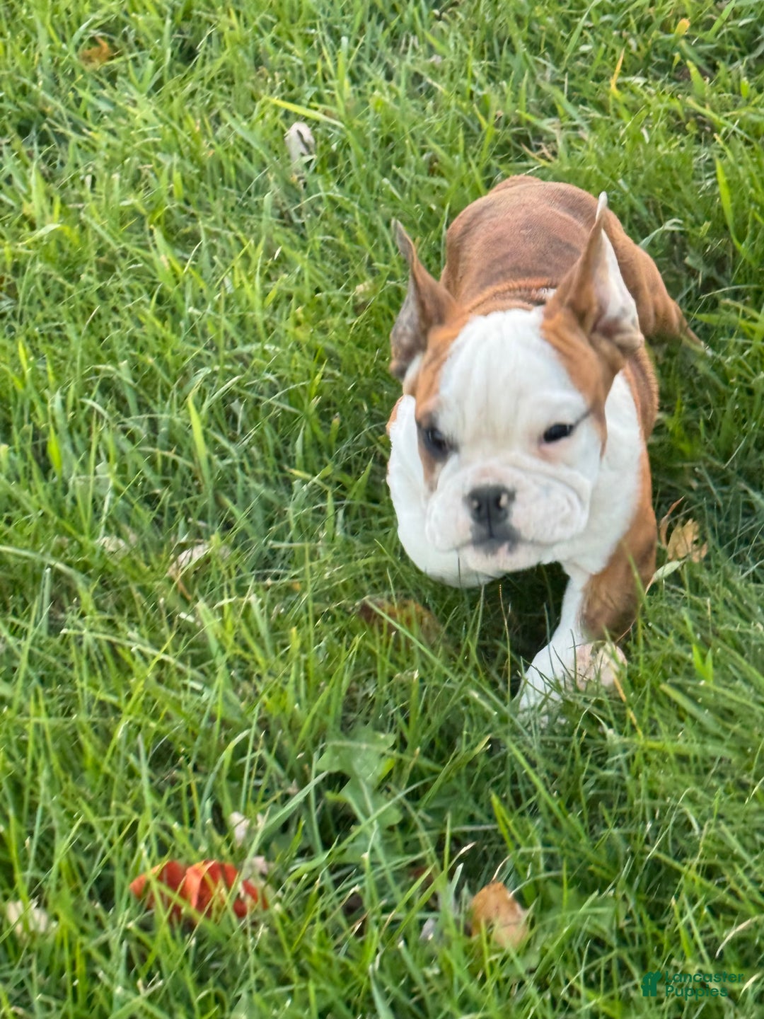 English Bulldog dogs for sale: Hunter  - Ad 8