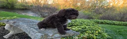 Portuguese Water Dog dogs for sale: Fargo - Ad 12