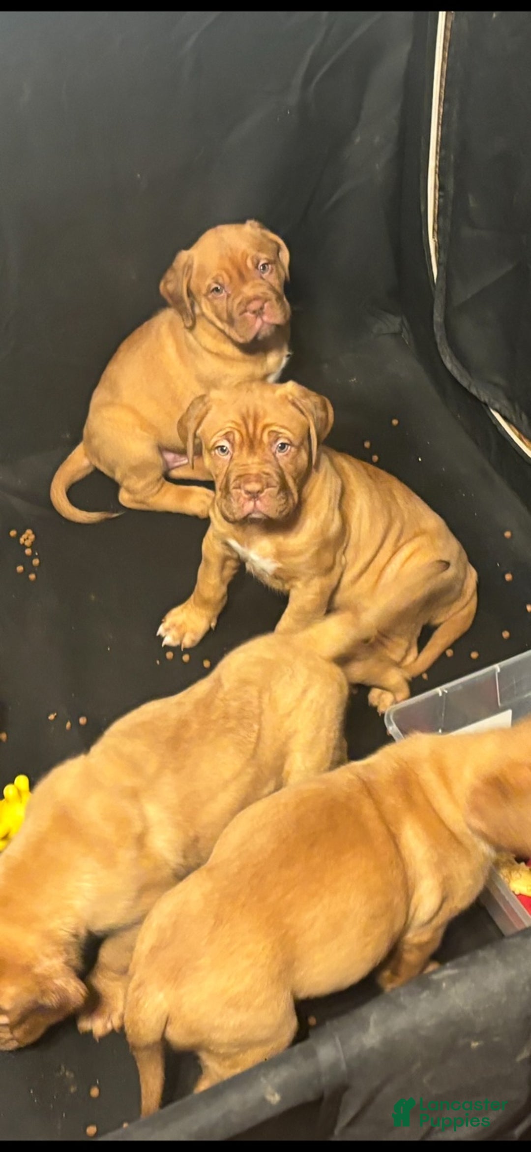 Dogue De Bordeaux dogs for sale: Dogue De Bordeaux Puppy 5 - Ad 13
